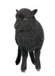 Young black sheep - Ouessant ram (1 month old)