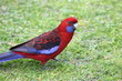 pappagallo rosso