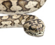 carpet python - Morelia spilota variegata carpet python - Morelia spilota variegata