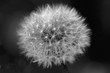 Pusteblume