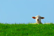 cute lamb in spring cute lamb in spring