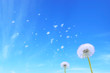 dandelion seed