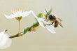 bee