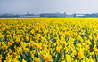 Sea of yellow and orange daffodils in spring