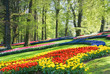 Colorful spring flowers in the park
