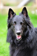 belgian shepherd groenendael