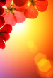 Red flowers over sunshine background