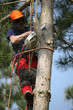 Tree cutting