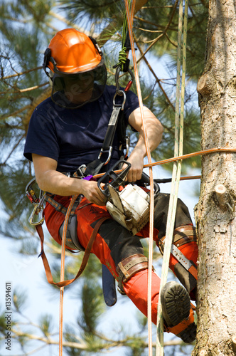 Photo: Tree maintenance Tree maintenance