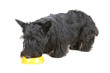 Scottish terrier