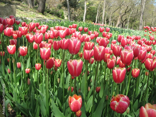 Photo: tulpen im park tulpen im park