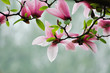 Magnolia