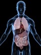 transparenter körper mit organen