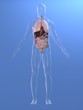 transparenter körper mit organen