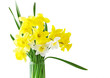 Daffodil Flowers