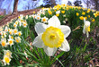 The daffodil blooming in spring
