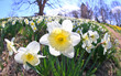 The daffodil blooming in spring
