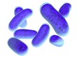 bacteria