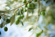image d'une branche d' olivier avec des olives vertes image d'une branche d' olivier avec des olives vertes
