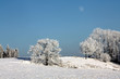 Winterlandschaft mit Baum