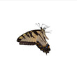 profile of tiger swallowtail on a white background