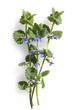 Gundelrebe, Glechoma, hederacea