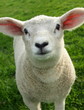 Spring Lamb