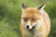 red fox in uk