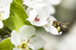 Bee collecting honey on white flowers