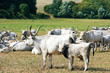 Grey Cows
