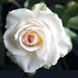 White rose