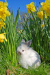 Baby rabbit