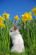 Rabbit back