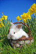 Bunny in basket