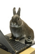 Lapin nain photographe