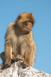 Wild little monkey