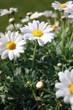 Marguerites