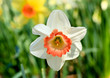 The daffodil blooming in spring