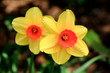 The daffodil blooming in spring