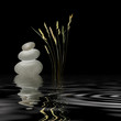 Zen Garden
