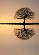 Winter Oak Tree at Sunset