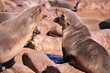 Otarie Namibie à Cap Cross