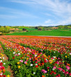 flower field