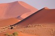 Autruche dans les dunes du namib Autruche dans les dunes du namib