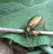 Goldlaufkäfer