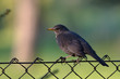 Amsel auf Zaun