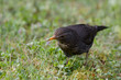 Amsel