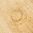 gefällter Baum