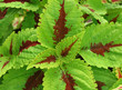 tropical plant