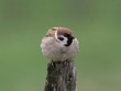 sparrow perched on a log